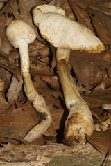 Amanita longipes