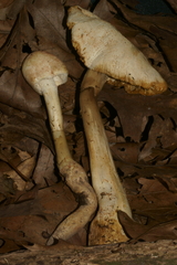 Amanita longipes