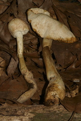 Amanita longipes