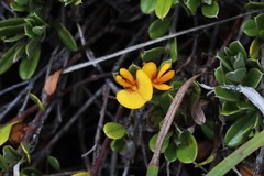 Pultenaea myrtoides