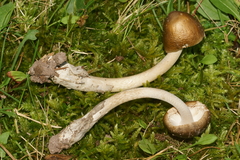Amanita sinicoflava