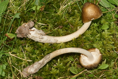 Amanita sinicoflava