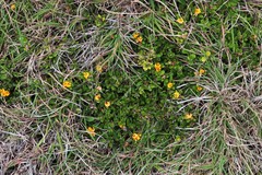 Pultenaea myrtoides