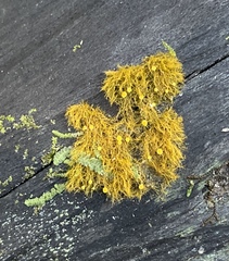 Coenogonium interplexum