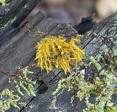 Coenogonium interplexum