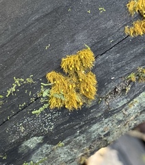 Coenogonium interplexum