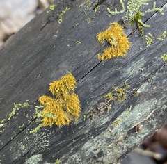 Coenogonium interplexum