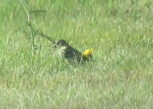 Pine Siskin (Spinus pinus), photo 10