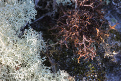 Cetraria muricata