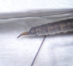 Trichocera hiemalis