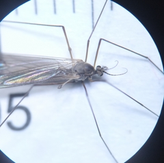 Trichocera hiemalis