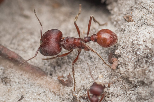 Florida Harvester Ant