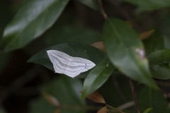 Acropteris leptaliata