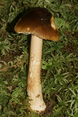 Amanita variicolor