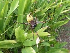 Nephila tetragnathoides
