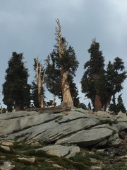Pinus balfouriana