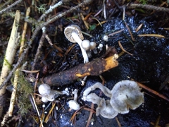 Asterophora parasitica