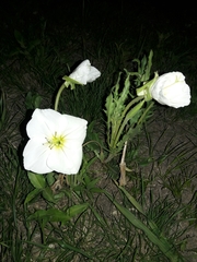Oenothera centaurifolia