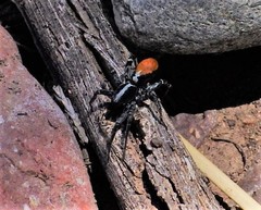 Castianeira occidens