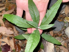 Critoniinae
