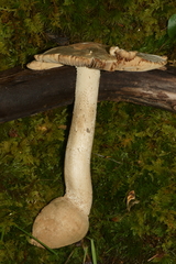 Amanita pelioma