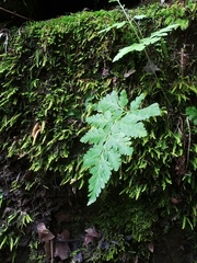 Woodsia obtusa
