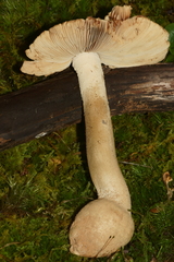 Amanita pelioma