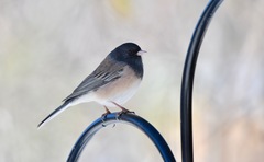 Junco hyemalis montanus