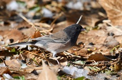 Junco hyemalis montanus