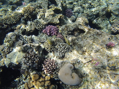 Chaetodon austriacus