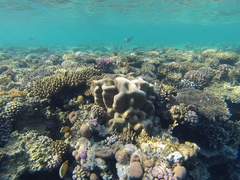 Chaetodon austriacus
