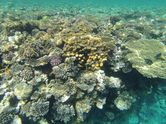 Goniastrea stelligera