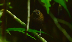 Microcerculus philomela