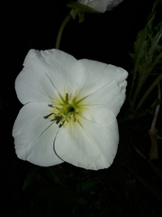 Oenothera centaurifolia
