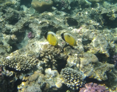 Chaetodon austriacus