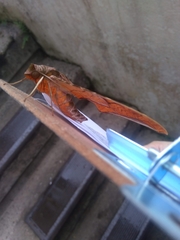 Protambulyx eurycles