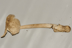 Amanita murrilliana
