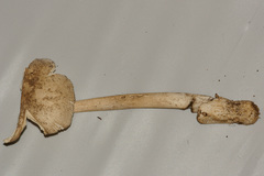 Amanita murrilliana