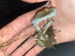 Stropharia pseudocyanea