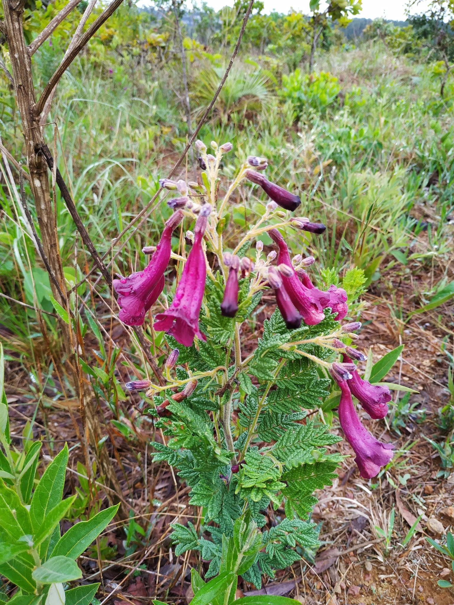 Jacaranda ulei