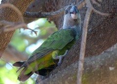 Poicephalus cryptoxanthus cryptoxanthus