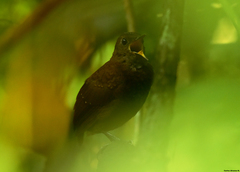 Microcerculus philomela