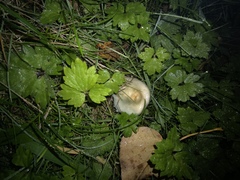 Stropharia pseudocyanea