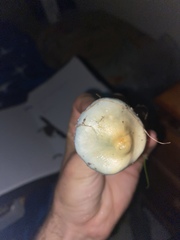 Stropharia pseudocyanea