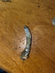 Stropharia pseudocyanea