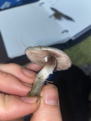 Stropharia pseudocyanea