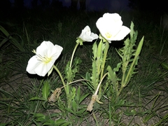Oenothera centaurifolia