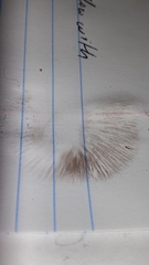 Stropharia pseudocyanea