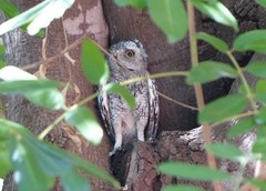 Otus senegalensis