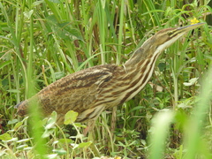 Botaurus lentiginosus image